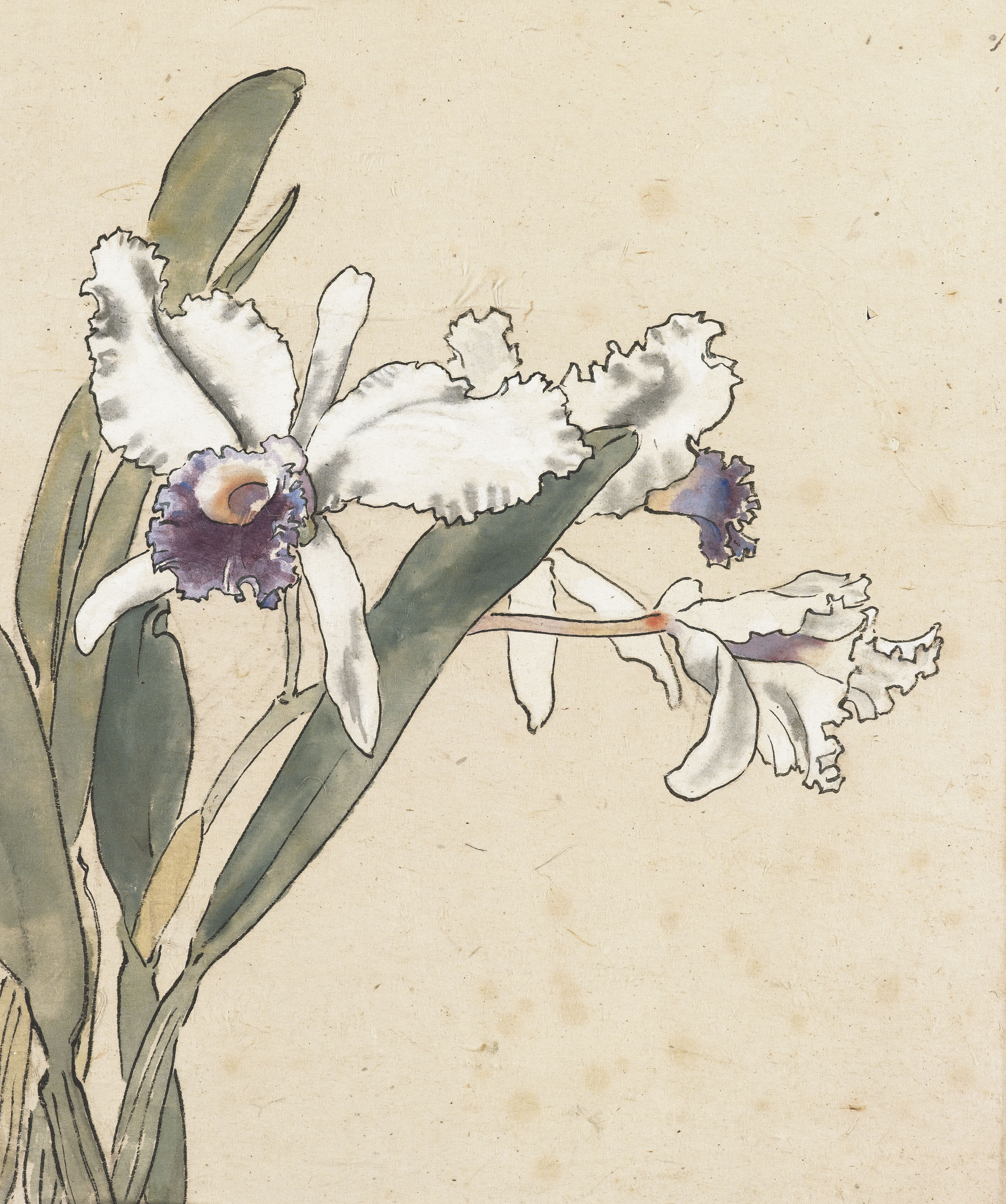 Xu Beihong — Каттлея, изображение 2