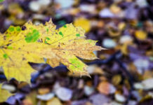 Осенняя аллергия: как защититься от опавшей листвы 3aff0a08-01aa-4f6c-883e-7854d528ee6a-676c3aac