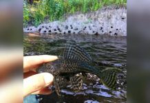 Таинственные ямы на берегах рек Флориды идентифицированы как «квартиры сомов» 91f81dcf-d9ee-4662-bac4-fc492806e0f7-676d71a3