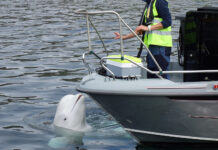 Норвежские эксперты раскрыли тайну необычных ран на теле знаменитого кита Хвалдимира d6ee54a9-ee05-4b50-b9a3-a68f56066790-6753115b