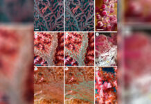 Удивительное открытие: морские черви Haplosyllis вновь обнаружены спустя полвека 61c2c4bf-4550-4b04-a87b-059a332aa0d0-678e9121