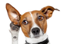 Удивительные способности собачьего слуха: научное объяснение 6e1948c4-96bb-4d98-8422-3c475581a867-677d5edb