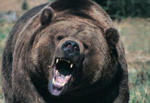 75-летний рыбак проявил невероятную смелость в схватке с диким медведем 7116d6ae-c46b-4708-aa7e-4b561e5e9dd8-67933bfe