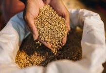 Кузбасс достиг полной самообеспеченности зерном по итогам урожайного сезона 75866faf-a9d8-47a1-be3e-d4b1358adbc6-677db035