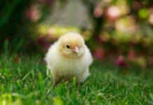 the little chicken