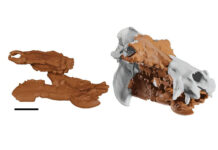 Удивительное открытие: восстановлен облик древних карликовых бегемотов Крита 53cb9424-6a3f-47db-ba0c-505c28c065fb-67c69494