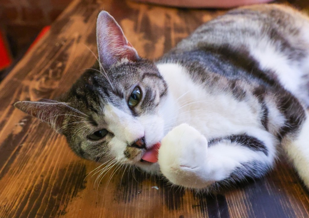 Названы признаки избалованные кошек