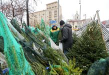 Россиян научили выбирать лучшую живую елку 759970d2-c4f2-410a-8f6d-2c4d13ac2633-67b4fb93