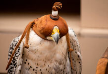 Защита редких птиц: пресечена попытка незаконной транспортировки соколов 7647ac1c-f92f-4782-8980-58fd0da5c7f0-67c15cb4