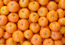 Поставки абхазских цитрусовых в Россию достигли рекордных показателей 8d809dee-7f9a-4a0d-967a-15315e0ba6b4-67c08813