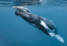 Удивительные открытия: как общаются детеныши горбатых китов со своими матерями 906ebb96-c0bf-4966-8fd4-5d4719584d05-67bcf028