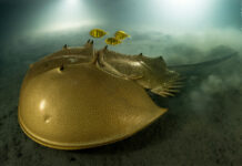 Прорыв в онкологии: морские и наземные существа помогут победить меланому 982a61b8-d93d-4cc6-b0f7-acaf2ce458af-67b53ec3