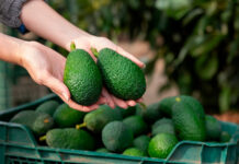 Регулярное употребление авокадо защищает сердце и сосуды b892d4a8-4c20-479f-ae6d-4bca83dc4e26-67a8bab9