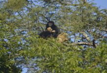 Уникальный случай: самцы приматов проявили невероятную заботу об осиротевших детенышах c97f40f9-d070-42ca-b3f7-089fd074cd32-67b36d7d