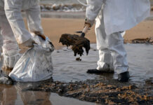 Экологическая ситуация в Керченском проливе: необходимы срочные меры по защите морской фауны cfa86221-52c0-4fcf-a9ae-2be6193640e5-67bce6f9