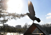 Прогноз погоды на январь 2025: долгожданное потепление охватит Россию Теплая погода в Москве