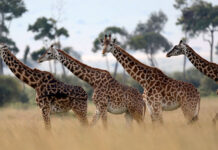 Уникальные особенности разных видов жирафов: новое исследование черепов Giraffes are seen in Masai Mara National Reserve