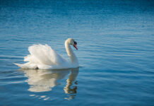 Спасенный лебедь проявил трогательную благодарность волонтеру в Анапе 274230de-e654-4f2f-9e19-a292551a574e-67daeaf9