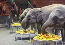 Большой Московский цирк принял в свою семью шесть прекрасных слонов из Мьянмы 2ee8b530-775e-48aa-82c9-b007593c876a-67d442ab