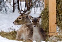 Москва демонстрирует экологичный подход к утилизации новогодних елок 55174be7-721e-475a-8123-6e9a9282b869-67da8708