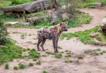 Удивительное возвращение пятнистой гиены в Египет спустя тысячелетия 5e3a599b-1019-4f0a-93b5-36ddd45a2580-67e425d8
