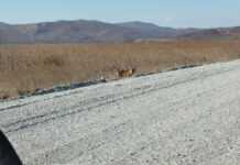 Травмированный амурский тигр обнаружен в приграничном районе Приморья 752a6dcb-4399-41ed-aff2-179c3997ef1b-67de8955