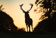 Удар молнии унес жизни северных оленей в горах Норвегии 77cdaa95-e341-4337-81a5-7d0ac23c20ba-67e2bf46