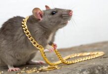 Следователь по особо важным делам подозревается в хищении улик 78cac602-44cf-49ab-afbd-0455f401ca23-67e43ff9