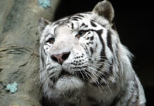 В Приморье организована операция по поимке амурского тигра 1 сентября 2003 Тигр белый пантера леопард