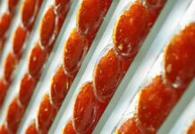 Справедливость восторжествовала в деле о поддельной икре Открытие Российской агропромышленной выставки Золотая осень 2024 в Тимирязев центре