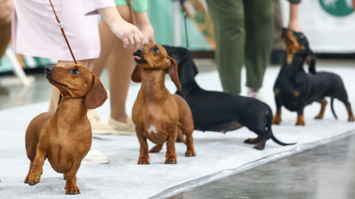 Baza: Пенсионерка из Москвы потеряла палец, пыталась спасти собаку в лифте