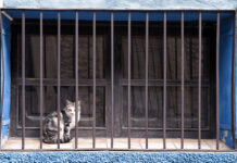 Новые возможности для заключенных Позитивная инициатива по содержанию домашних питомцев e664df04-4b1f-4211-890a-e3c045a0cee0-67e41204