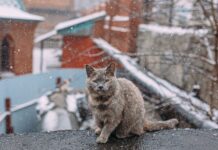 Зимняя погода в Приморье радует разнообразием климатических особенностей ecb6365d-50a4-439e-82fd-1914b67eecaa-67cb1c34