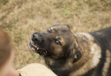 Как правильно взаимодействовать с собаками при встрече 03580227-3968-4839-990c-244560597381-67f3f7a6