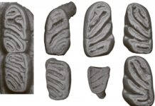 Стегодонтовая роющая соня — удивительное открытие древнего грызуна Вьетнама 13c55873-a42a-4632-adfa-5f6a8252ef64-680bb18c