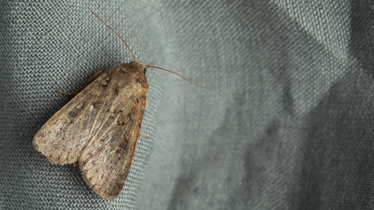 СМИ: Дочь бизнесмена Патаркацишвили отсудила 30,5 млн фунтов за дом с молью