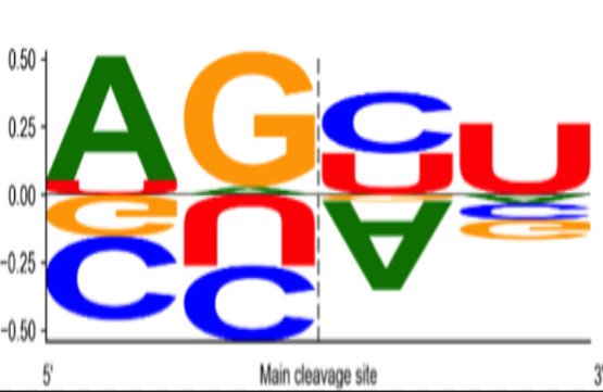 scientificrussia.ru