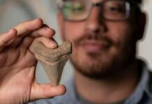 Древние акулы помогают ученым раскрыть загадки эволюции Земли 318ad1ea-f378-48ba-8207-55a7675ef017-67f5438f