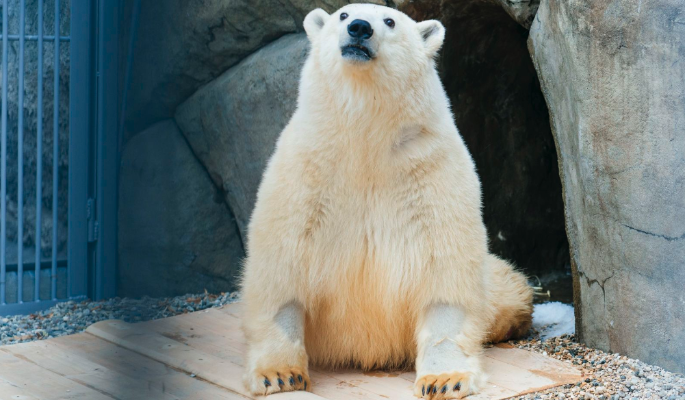 Для снижения стресса: психолог советует трансляции из Московского зоопарка