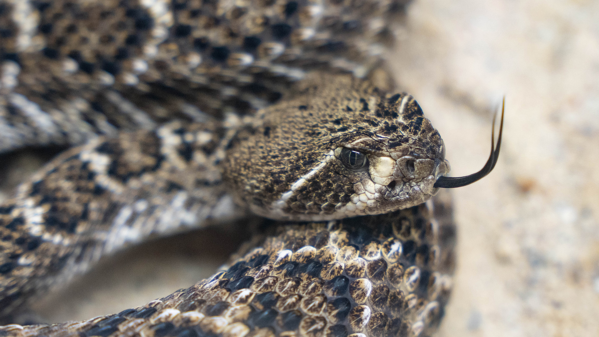 Ядовитая коралловая змея заползла в прихожую московской квартиры