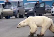 Изменение взглядов на глобальное потепление в обществе 65ca1142-1a60-4679-bdc7-72d2c304439b-68069af5