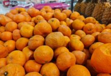 Усиленный контроль качества защитит приморцев от небезопасных мандаринов 6f78e0a8-1bb7-4814-8df5-3315e5103037-67ff1d0b