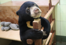 Удивительная история малайской медведицы в Московском зоопарке 857aab28-2a99-4a4d-aac4-27fb290930db-67f74474