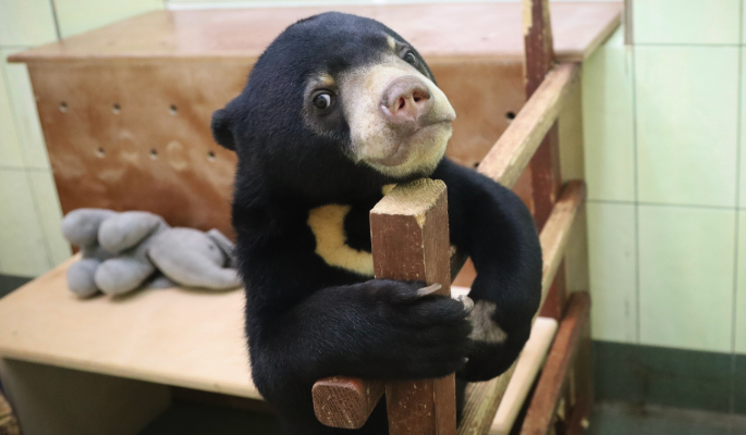 Московском зоопарке рассказали о жизни и привычках малайской медведицы