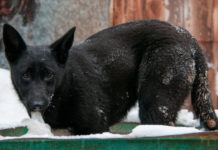 Региональные власти обладают всеми возможностями для решения проблемы бездомных животных 99456150-d89b-496c-8902-975494a22a14-67fcff61