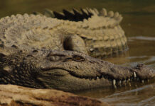 Невероятное спасение индонезийца после нападения крокодила b2d6c8c9-aa37-4ce3-8370-501db624cbad-680a1b17