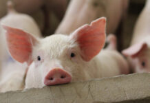 Спасение мини-пигов в Балашихе завершилось успехом FatteningPigsOnALargeCommercialBreedingPigAreLooking