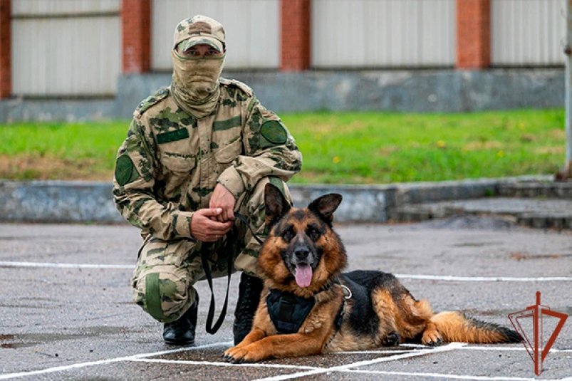 Служебный пёс из Приморья предотвратил теракт в зоне СВО Официальный сайт Росгвардии