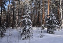 Арендаторы лесных участков Свердловской области внесли рекордный вклад в бюджет bffb7866-7804-44d3-b382-7e2ef4bb6011-67f69e28