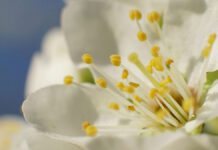 Москвичи получили рекомендации по подготовке к сезону весеннего цветения Цветущая черешняДеревня Коровино